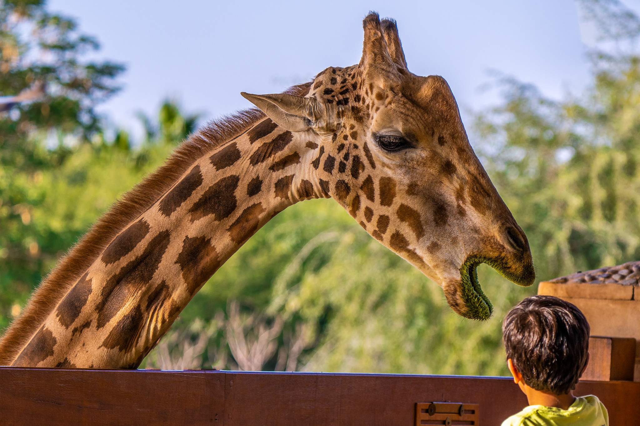 al-ain-zoo-irfan-clicks